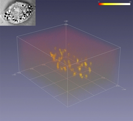 3D изображение клетки